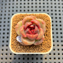 Echeveria 'Red Spinner' 1"-2" (New Hybrid by Brotherly Farm) Succulent Plant Cutting