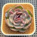 Echeveria Hybrid sp. 2" Hand-Selected Clone (Brotherly Farm Hybrid) Succulent Plant Cutting