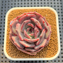 Echeveria Hybrid sp. 2" Hand-Selected Clone (Brotherly Farm Hybrid) Succulent Plant Cutting