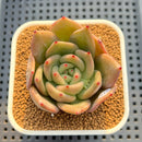 Echeveria Hybrid sp. 2" Hand-Selected Clone (Brotherly Farm Hybrid) Succulent Plant Cutting