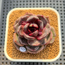 Echeveria Hybrid sp. 2" Hand-Selected Clone (Brotherly Farm Hybrid) Succulent Plant Cutting