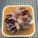 Echeveria Hybrid sp. 2" Hand-Selected Clone (Brotherly Farm Hybrid) Succulent Plant Cutting
