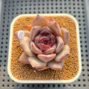 Echeveria Hybrid sp. 2" Hand-Selected Clone (Brotherly Farm Hybrid) Succulent Plant Cutting