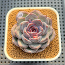 Echeveria Hybrid sp. 2" Hand-Selected Clone (Brotherly Farm Hybrid) Succulent Plant Cutting
