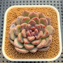 Echeveria Hybrid sp. 2" Hand-Selected Clone (Brotherly Farm Hybrid) Succulent Plant Cutting