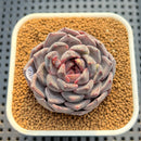 Echeveria Hybrid sp. 2" Hand-Selected Clone (Brotherly Farm Hybrid) Succulent Plant Cutting