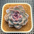 Echeveria Hybrid sp. 2" Hand-Selected Clone (Brotherly Farm Hybrid) Succulent Plant Cutting