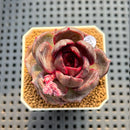 Echeveria Hybrid sp. 2" Hand-Selected Clone (Brotherly Farm Hybrid) Succulent Plant Cutting