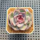 Echeveria Hybrid sp. 2" Hand-Selected Clone (Brotherly Farm Hybrid) Succulent Plant Cutting