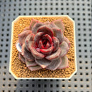 Echeveria Hybrid sp. 2" Hand-Selected Clone (Brotherly Farm Hybrid) Succulent Plant Cutting