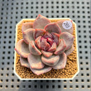 Echeveria Hybrid sp. 2" Hand-Selected Clone (Brotherly Farm Hybrid) Succulent Plant Cutting