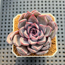 Echeveria Hybrid sp. 2" Hand-Selected Clone (Brotherly Farm Hybrid) Succulent Plant Cutting