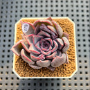 Echeveria Hybrid sp. 2" Hand-Selected Clone (Brotherly Farm Hybrid) Succulent Plant Cutting