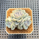 Echeveria Hybrid sp. 2" Hand-Selected Clone (Brotherly Farm Hybrid) Succulent Plant Cutting