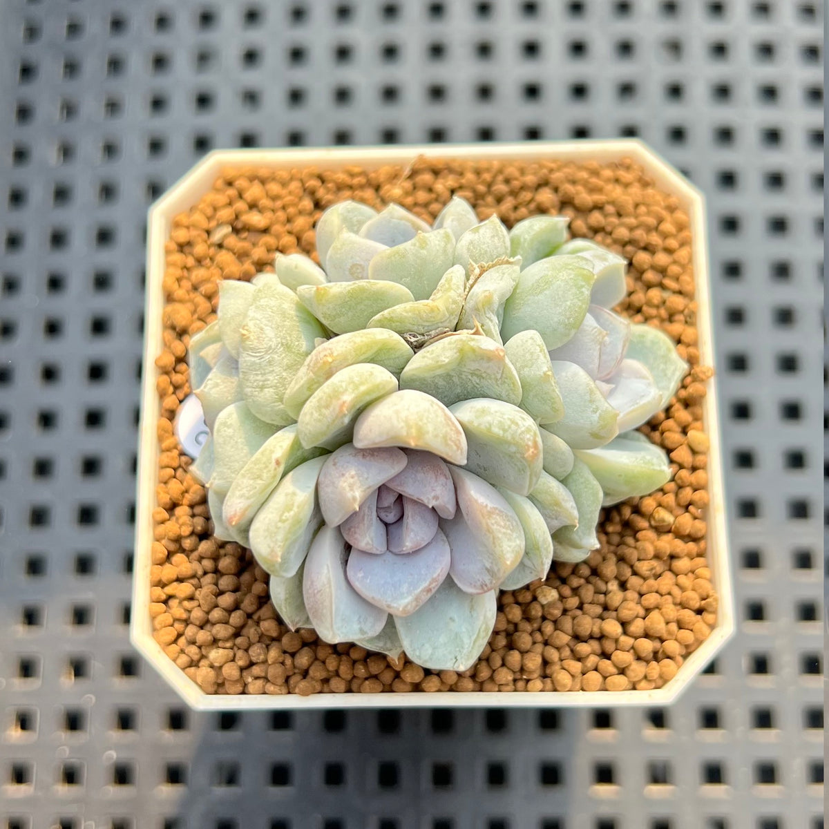 Echeveria Hybrid sp. 2" Hand-Selected Clone (Brotherly Farm Hybrid) Succulent Plant Cutting
