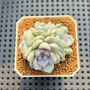 Echeveria Hybrid sp. 2" Hand-Selected Clone (Brotherly Farm Hybrid) Succulent Plant Cutting