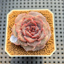 Echeveria Hybrid sp. 2" Hand-Selected Clone (Brotherly Farm Hybrid) Succulent Plant Cutting