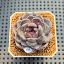 Echeveria Hybrid sp. 2" Hand-Selected Clone (Brotherly Farm Hybrid) Succulent Plant Cutting