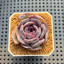Echeveria Hybrid sp. 2" Hand-Selected Clone (Brotherly Farm Hybrid) Succulent Plant Cutting