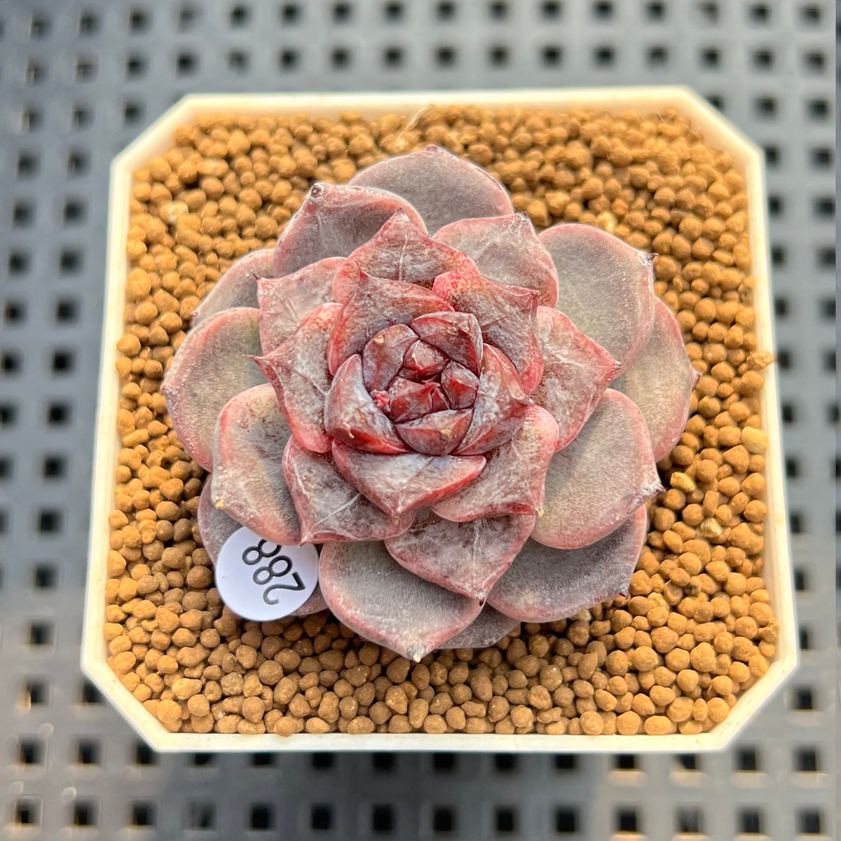Echeveria Hybrid sp. 2" Hand-Selected Clone (Brotherly Farm Hybrid) Succulent Plant Cutting