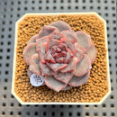 Echeveria Hybrid sp. 2" Hand-Selected Clone (Brotherly Farm Hybrid) Succulent Plant Cutting
