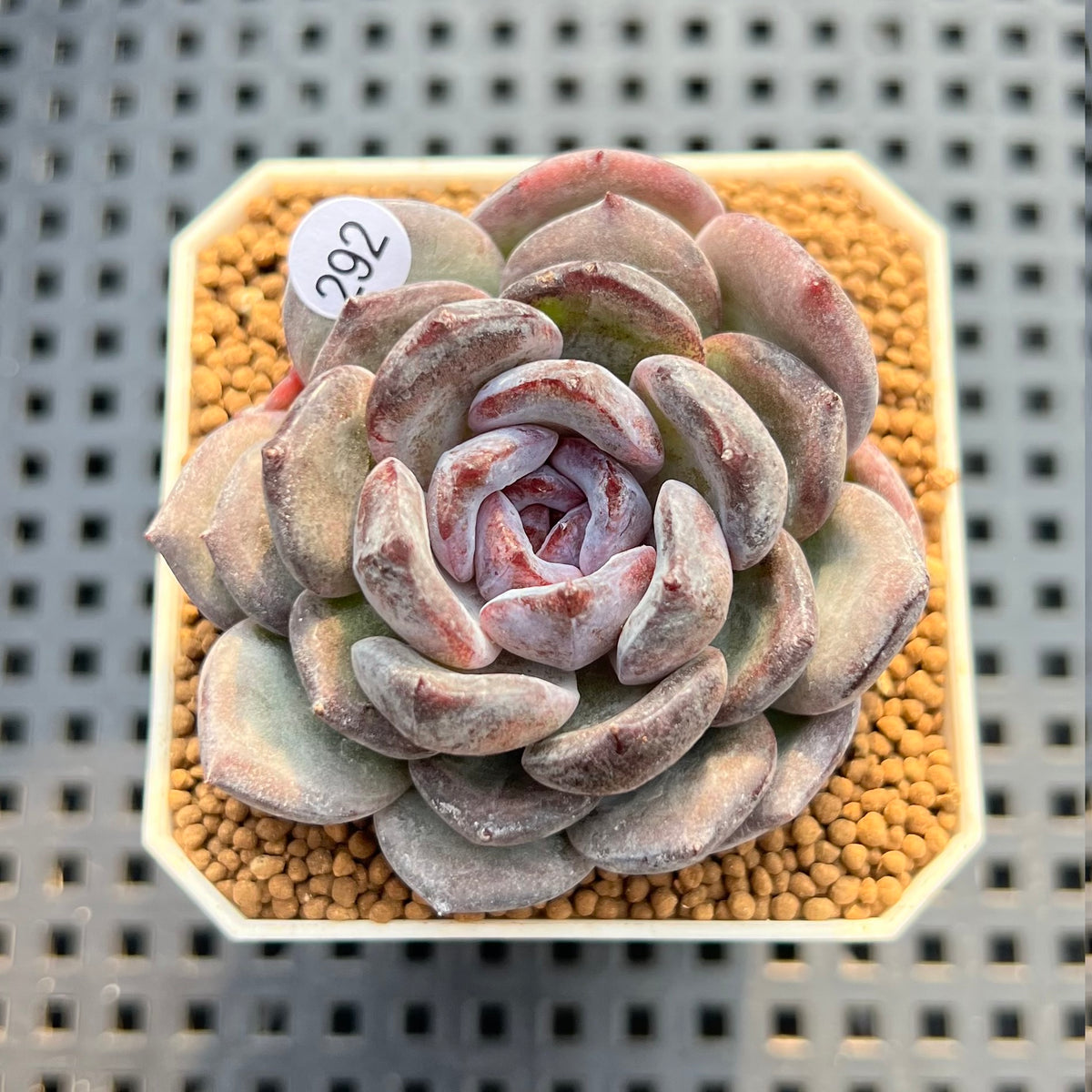 Echeveria Hybrid sp. 2" Hand-Selected Clone (Brotherly Farm Hybrid) Succulent Plant Cutting