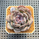 Echeveria Hybrid sp. 2" Hand-Selected Clone (Brotherly Farm Hybrid) Succulent Plant Cutting