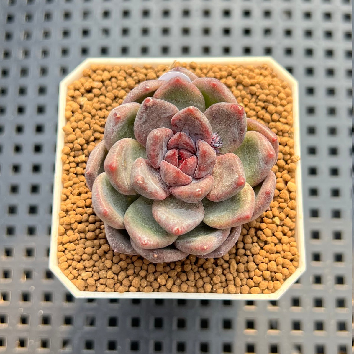 Echeveria Hybrid sp. 2" Hand-Selected Clone (Brotherly Farm Hybrid) Succulent Plant Cutting