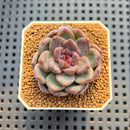 Echeveria Hybrid sp. 2" Hand-Selected Clone (Brotherly Farm Hybrid) Succulent Plant Cutting
