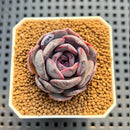 Echeveria Hybrid sp. 2" Hand-Selected Clone (Brotherly Farm Hybrid) Succulent Plant Cutting