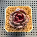 Echeveria Hybrid sp. 2" Hand-Selected Clone (Brotherly Farm Hybrid) Succulent Plant Cutting