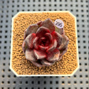 Echeveria Hybrid sp. 2" Hand-Selected Clone (Brotherly Farm Hybrid) Succulent Plant Cutting
