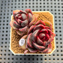 Echeveria Hybrid sp. 2" Hand-Selected Clone (Brotherly Farm Hybrid) Succulent Plant Cutting