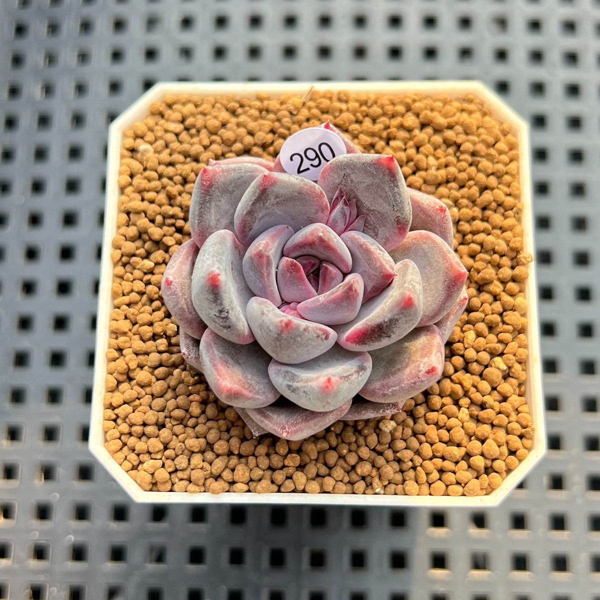 Echeveria Hybrid sp. 2" Hand-Selected Clone (Brotherly Farm Hybrid) Succulent Plant Cutting
