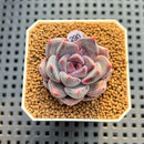 Echeveria Hybrid sp. 2" Hand-Selected Clone (Brotherly Farm Hybrid) Succulent Plant Cutting