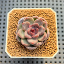 Echeveria Hybrid sp. 2" Hand-Selected Clone (Brotherly Farm Hybrid) Succulent Plant Cutting