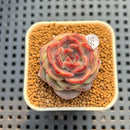 Echeveria 'Mendi' 2" (Discontinued Brotherly Farm Hybrid) Succulent Plant Cutting