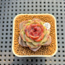 Echeveria 'Mendi' 2" (Discontinued Brotherly Farm Hybrid) Succulent Plant Cutting