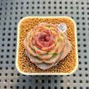 Echeveria 'Mendi' 2" (Discontinued Brotherly Farm Hybrid) Succulent Plant Cutting