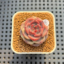 Echeveria 'Mendi' 2" (Discontinued Brotherly Farm Hybrid) Succulent Plant Cutting
