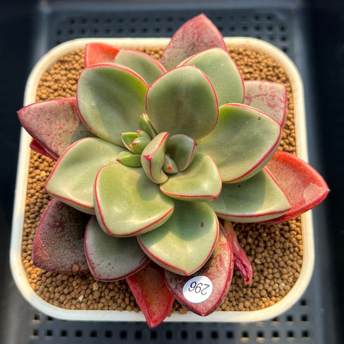 Cremneria 'Chubbs' x Echeveria Nodulosa 3"-4" Succulent Plant Cutting