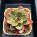 Cremneria 'Chubbs' x Echeveria Nodulosa 3"-4" Succulent Plant Cutting