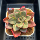 Cremneria 'Chubbs' x Echeveria Nodulosa 3"-4" Succulent Plant Cutting