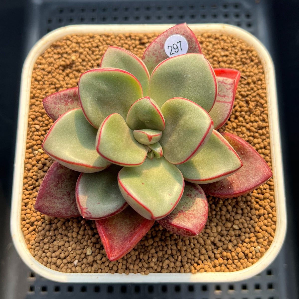 Cremneria 'Chubbs' x Echeveria Nodulosa 3"-4" Succulent Plant Cutting