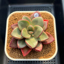 Cremneria 'Chubbs' x Echeveria Nodulosa 3"-4" Succulent Plant Cutting