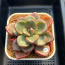 Cremneria 'Chubbs' x Echeveria Nodulosa 3"-4" Succulent Plant Cutting
