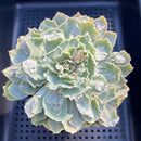 Echeveria Shaviana Carunculated 3"-4" Succulent Plant