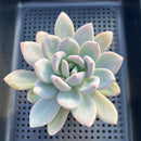 Echeveria 'Miss Jin' 3"-4" Succulent Plant