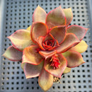 Echeveria 'Red Light' 3" Succulent Plant