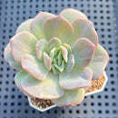 Echeveria sp. Monstrose 2" Succulent Plant